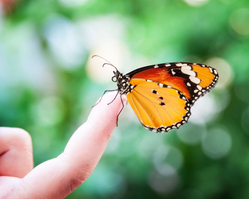 media.CFH_Village_Milano_Marittima_Evento_Cerviavventura_Casa_delle_Farfalle_2