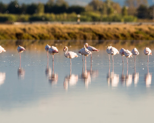 media.CFH_Village_Milano_Marittima_Evento_Saline_Cervia_fenicotteri