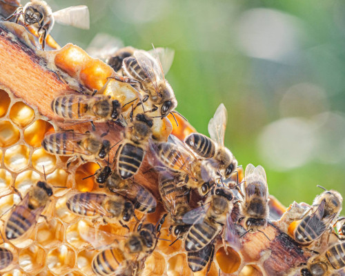 media.CFH_Village_Milano_Marittima_Evento_Una_settimana_dolce_come_il_miele